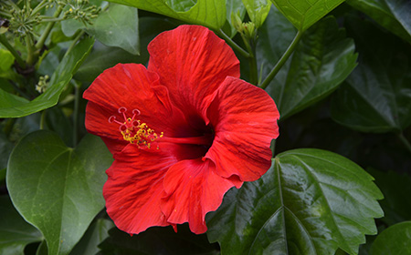 ハイビスカス「在来系（オールド系）」