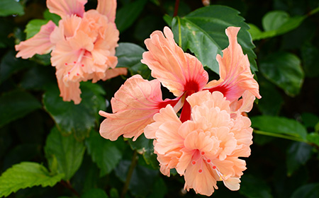 ハイビスカス「コーラル系」