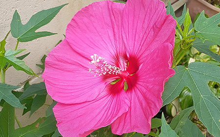 ハイビスカス「ハワイアン系（大輪系）」