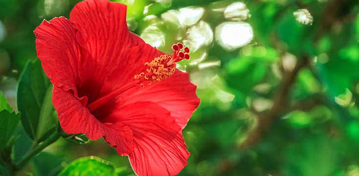 ハイビスカスの花言葉とは？由来やハイビスカスの基本情報、種類などを徹底解説！