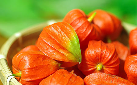 ホオズキ(ほおずき／鬼灯)の種類・品種について