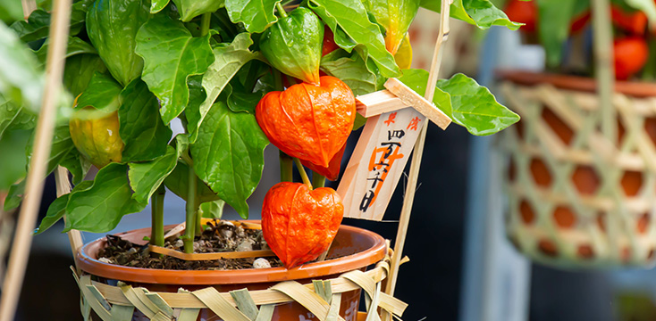 ホオズキ(ほおずき／鬼灯)の花言葉とは？由来や花・実の特徴、種類などを徹底解説！