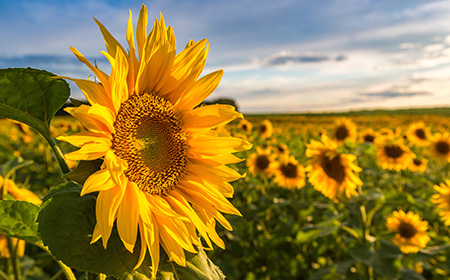 ヒマワリ（ひまわり／向日葵）の名前の由来・歴史