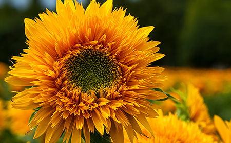 ヒマワリ（ひまわり／向日葵）の種類と特徴