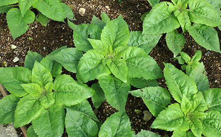 ヒマワリ（ひまわり／向日葵）の苗