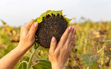 ヒマワリ（ひまわり／向日葵）の増やし方は？