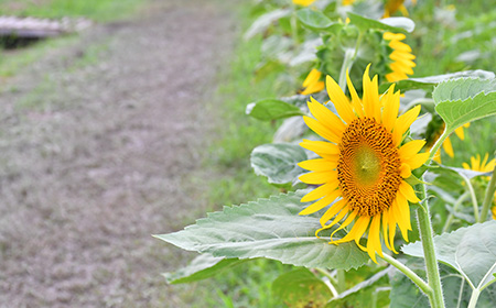 ヒマワリ（ひまわり／向日葵）の栽培に適した場所は？
