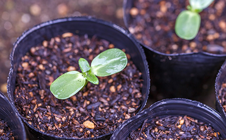 ヒマワリ（ひまわり／向日葵）の育て方