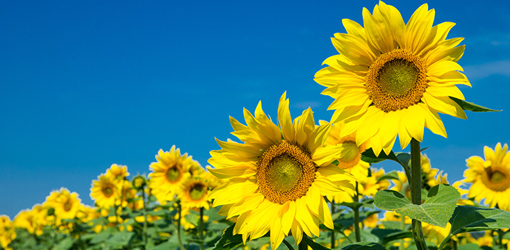 ヒマワリ（ひまわり／向日葵）の育て方は？種まき・植え方～収穫まで栽培方法を解説！