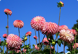 一般的なダリアの花