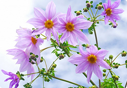 皇帝ダリアの花