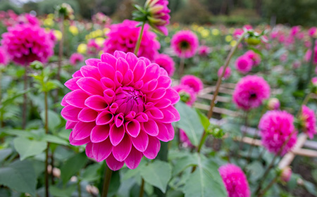 ダリアの発芽後の管理方法は？