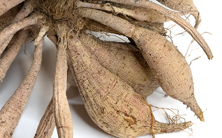 球根の管理方法