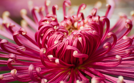 菊（キク）の花言葉