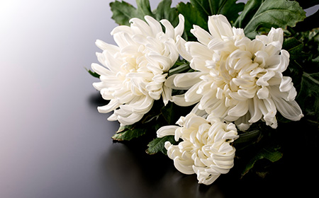 菊（キク）がお葬式などのシーンに使われる理由