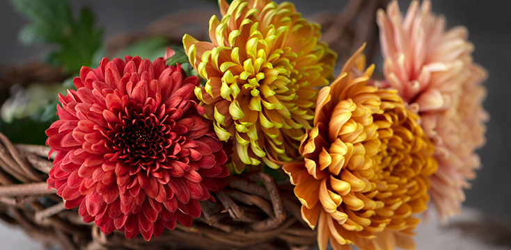 菊（キク）の花言葉は？意味や由来、プレゼントにおすすめのシーンを紹介