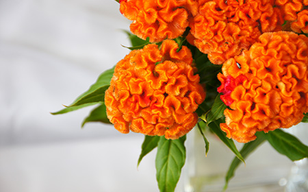 久留米鶏頭（クルメゲイトウ）の花