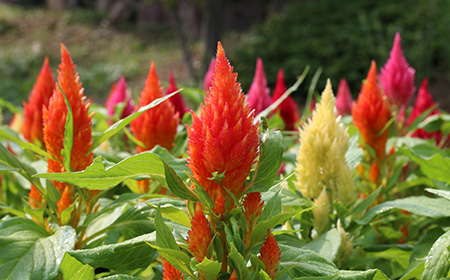 羽毛鶏頭（ウモウゲイトウ）の花