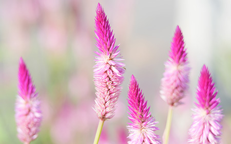 ノゲイトウ（セロシア）の花