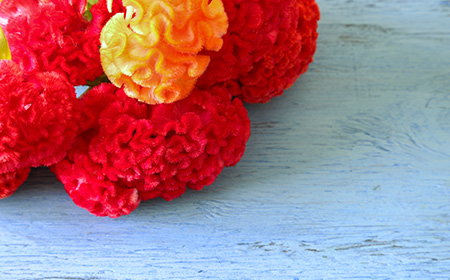 鶏頭（ケイトウ）の花言葉