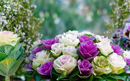 葉牡丹（ハボタン）の花言葉