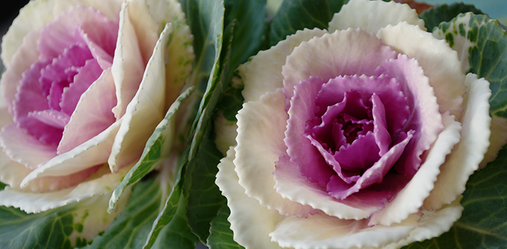 葉牡丹（ハボタン）の花言葉　意味や由来、縁起がいい理由などをご紹介