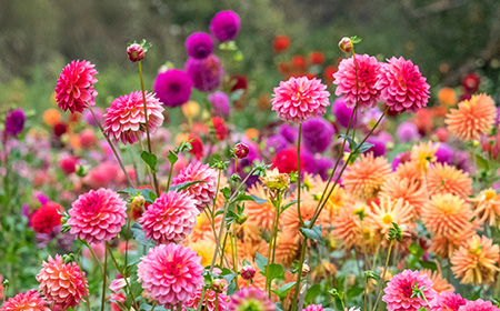 ダリアの花言葉とは？