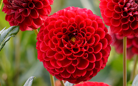 赤いダリアの花
