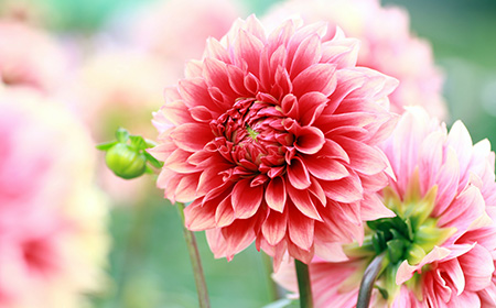 ピンクのダリアの花