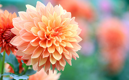 ダリアの特徴・基本知識