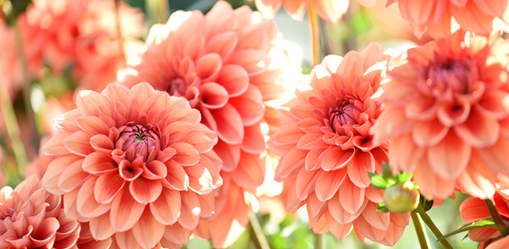 ダリアの花言葉とは？プレゼントにおすすめのシーン・渡し方や、基本知識などを紹介