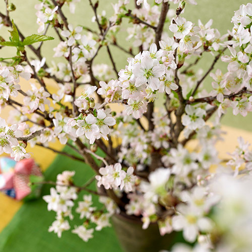 ボックスフラワー「啓翁桜」