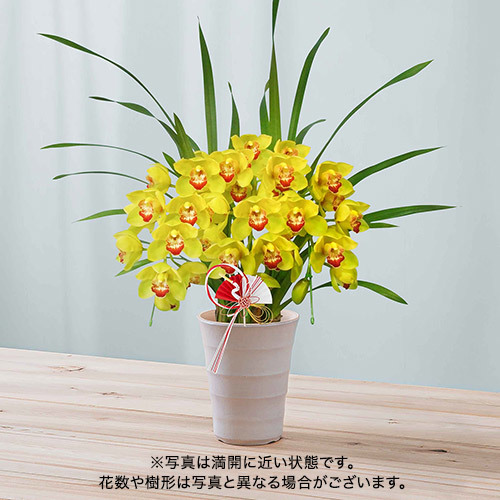 小型シンビジウムアーチ型 イエロー系（3本立ち）