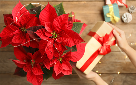ポインセチアとクリスマスプレゼント