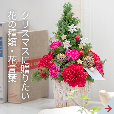 クリスマスに贈りたい花の種類・花言葉